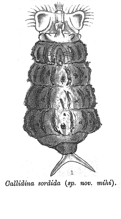 Rotaria sordida - Original description image