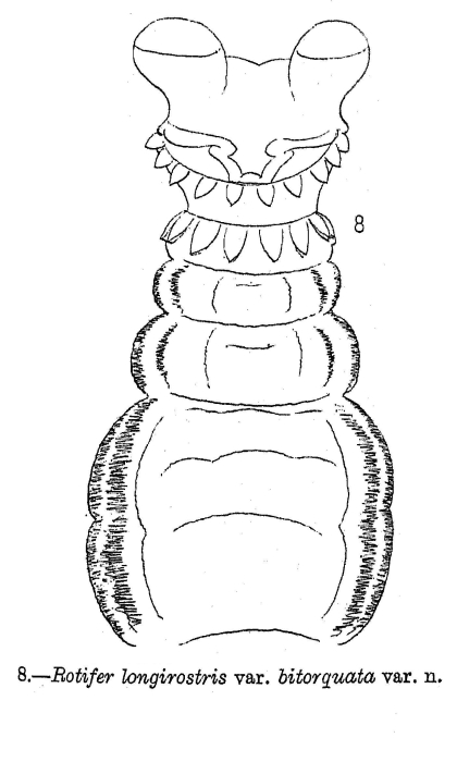 Rotaria sordida bitorquata - Original description image
