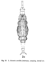 Rotaria sordida fimbriata