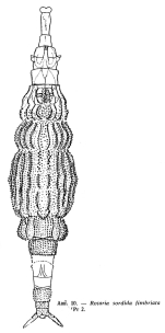 Rotaria sordida fimbriata