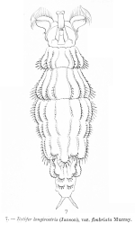 Rotaria sordida fimbriata