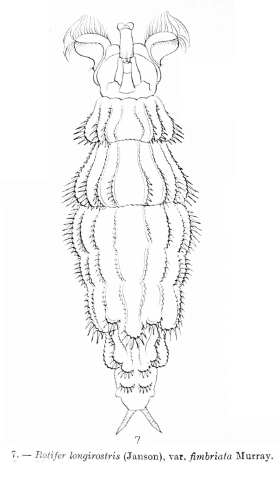 Rotaria sordida fimbriata Rotaria sordida fimbriata
