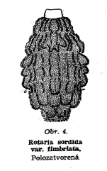 Rotaria sordida fimbriata