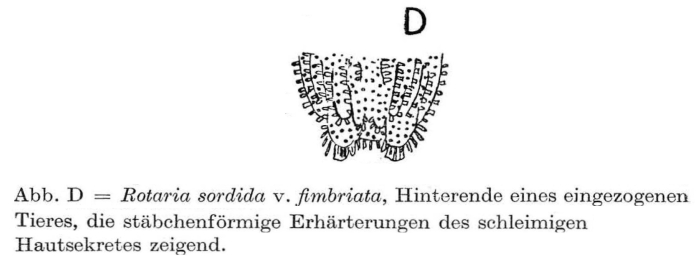 Rotaria sordida fimbriata Rotaria sordida fimbriata