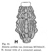 Rotaria sordida fimbriata