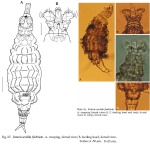 Rotaria sordida fimbriata