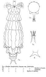 Rotaria sordida fimbriata