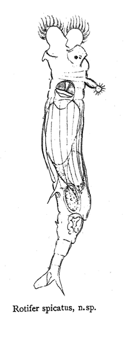 Rotaria spicata - Original description image