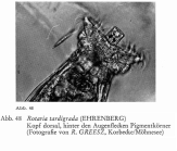 Rotaria tardigrada