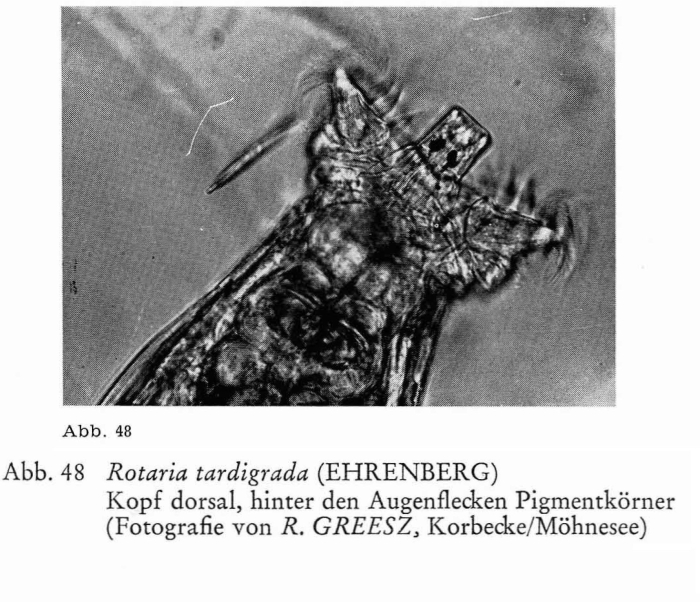Rotaria tardigrada Rotaria tardigrada