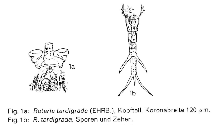 Rotaria tardigrada Rotaria tardigrada