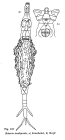 Rotaria tardigrada