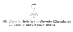 Rotaria tardigrada