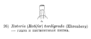 Rotaria tardigrada