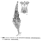 Rotaria tardigrada