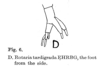 Rotaria tardigrada