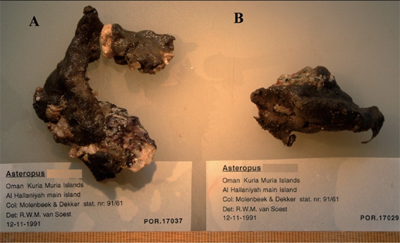 Asteropus moolenbeeki Asteropus moolenbeeki
