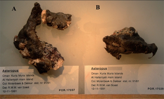 Asteropus moolenbeeki