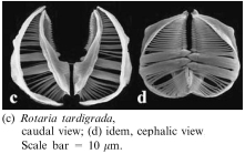 Rotaria tardigrada