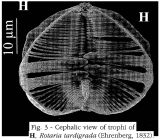 Rotaria tardigrada