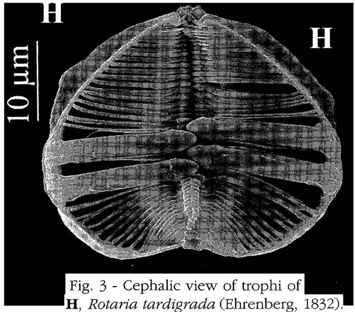 Rotaria tardigrada Rotaria tardigrada