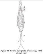 Rotaria tardigrada