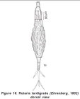 Rotaria tardigrada