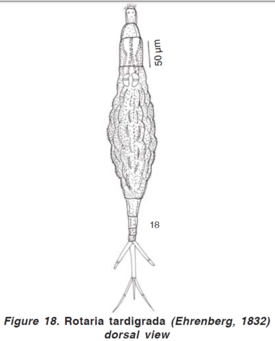Rotaria tardigrada Rotaria tardigrada