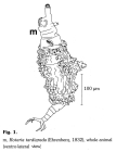 Rotaria tardigrada