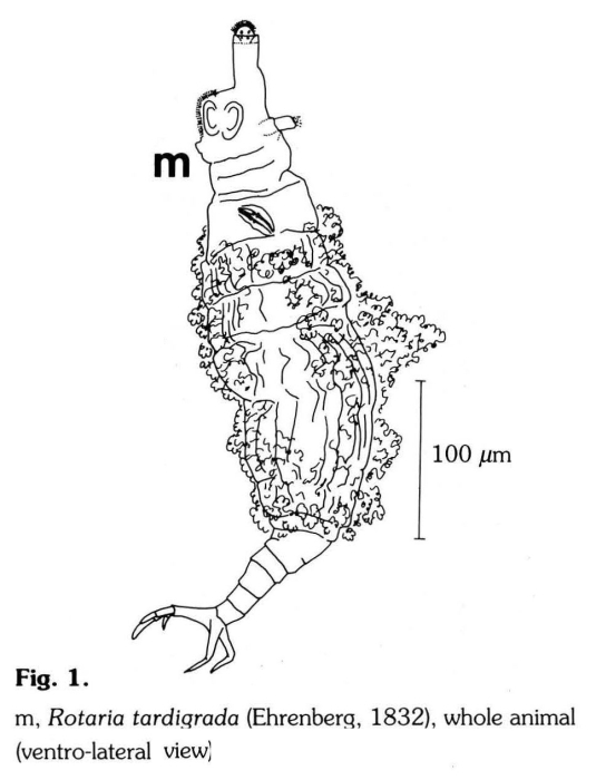 Rotaria tardigrada Rotaria tardigrada