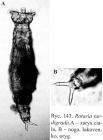 Rotaria tardigrada
