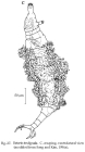 Rotaria tardigrada