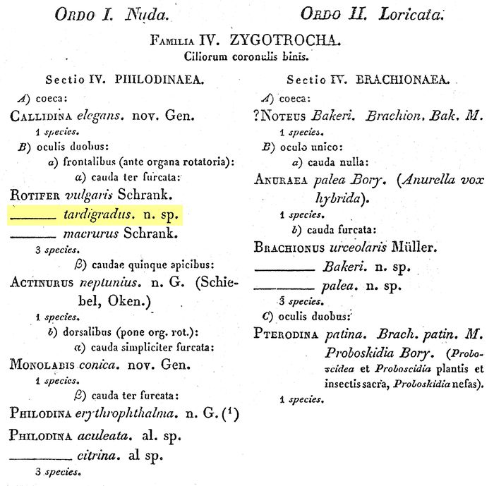Rotaria tardigrada - Original description image