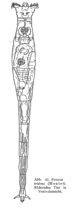 Rotaria tridens