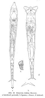 Rotaria tridens