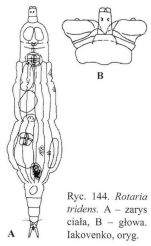 Rotaria tridens