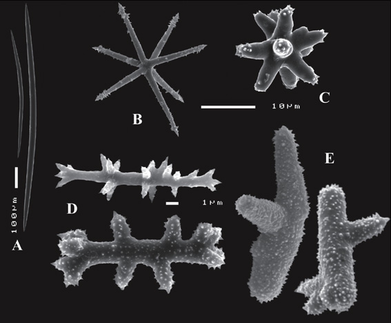Asteropus moolenbeeki Asteropus moolenbeeki