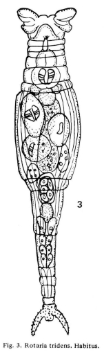 Rotaria tridens