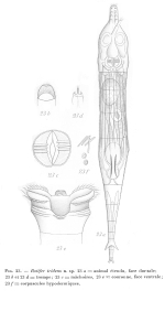Rotaria tridens - Original description image