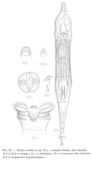 Rotaria tridens - Original description image