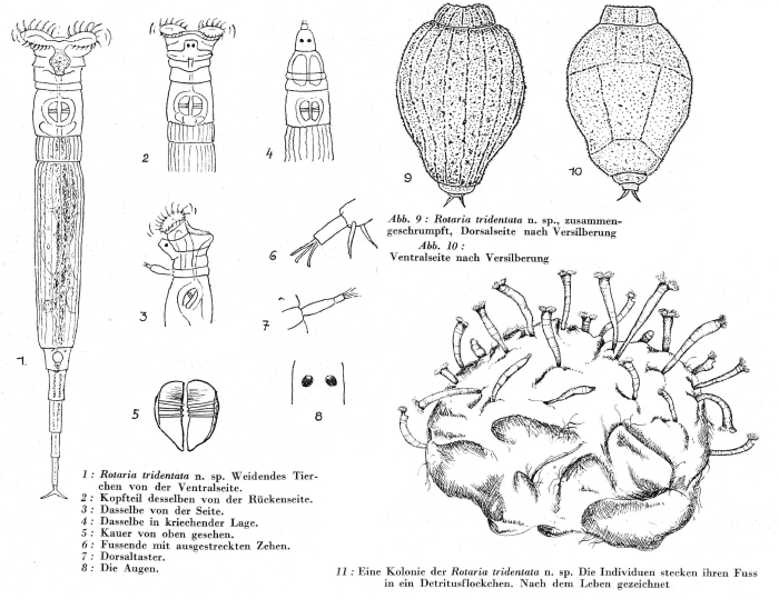 Rotaria tridentata - Original description image