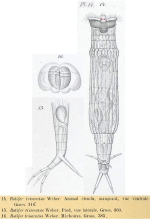 Rotaria trisecata