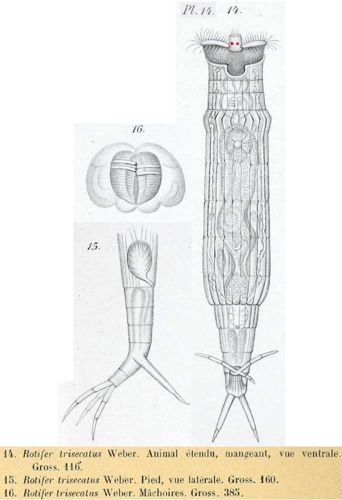 Rotaria trisecata Rotaria trisecata