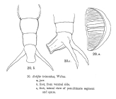 Rotaria trisecata