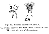 Rotaria trisecata