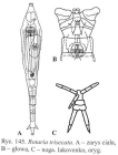 Rotaria trisecata