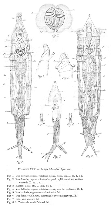 Rotaria trisecata - Original description image