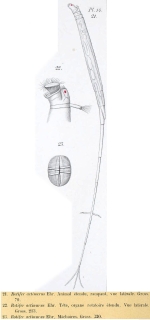 Rotifer actinurus
