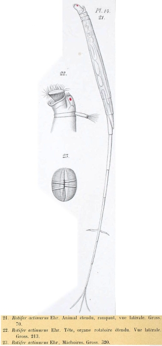 Rotifer actinurus Rotifer actinurus