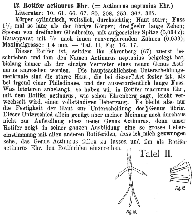 Rotifer actinurus - Original description image